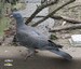 Un jeune pigeon ramier tomb&eacute; du nid, remis en forme au bout des quelques jours, juste avant sa libert&eacute; retrouv&eacute;e (03/07/09)