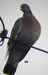 Un couple de pigeons ramiers sur un potreau, pr&egrave;s d'un cypr&egrave;s : le nid en pr&eacute;paration ?(08/03/2009)