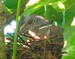 Un pigeon ramier sur son nid, dans le noyer de mon jardin (11/08/2009)