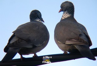 Pigeons ramiers