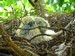 Un pigeonneau de plus d'une semaine, l'autre oeuf n'&eacute;tait pas f&eacute;cond&eacute; (28/08/2009)