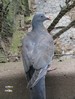 Un jeune pigeon ramier tomb&eacute; du nid, remis en forme au bout des quelques jours, juste avant sa libert&eacute; retrouv&eacute;e (03/07/09)