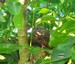 Un pigeon ramier sur son nid, dans le noyer de mon jardin (11/08/2009)