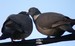 Un couple de pigeons ramiers en pleines marques d'affection (18/04/2009)
