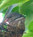 Un pigeon ramier sur son nid, dans le noyer de mon jardin (11/08/2009)