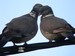 Un couple de pigeons ramiers en pleines marques d'affection (18/04/2009)