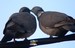 Un couple de pigeons ramiers en pleines marques d'affection (18/04/2009)