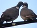 Un couple de pigeons ramiers en pleines marques d'affection (18/04/2009)