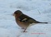 Un pinson m&Atilde;&cent;le au sol sur la neige, janvier 2010