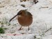 Un pinson m&Atilde;&cent;le au sol sur la neige, janvier 2010