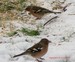 Deux pinsons m&Atilde;&cent;les au sol sur la neige, janvier 2010