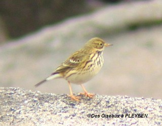 Le pipit