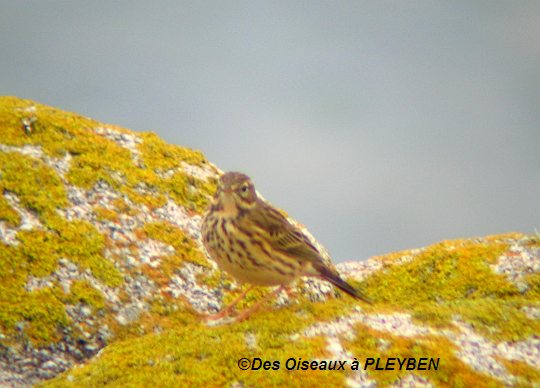 Le pipit