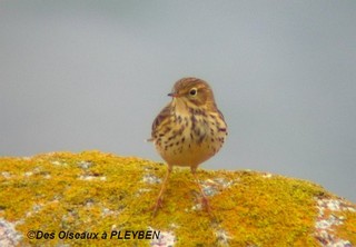 Le pipit