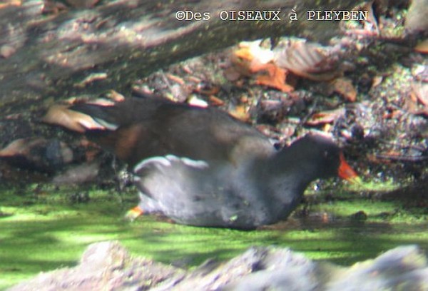 La poule d'eau