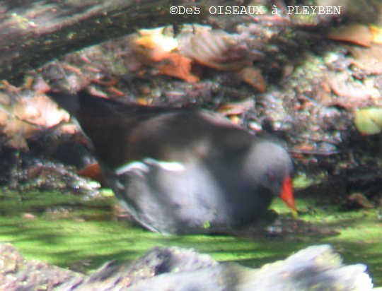 La poule d'eau