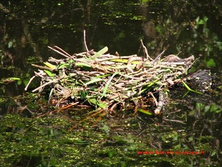 Nid de poule d'eau