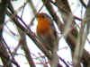 Rouge-gorge