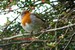 Le rougegorge qui me suit dans mon jardin : il est près de moi lorsque je vais dans les volières ou quand je travaille la terre (01/03/2011)
