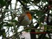 Le rougegorge qui me suit dans mon jardin : il est près de moi lorsque je vais dans les volières ou quand je travaille la terre (01/03/2011)