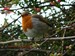 Le rougegorge qui me suit dans mon jardin : il est près de moi lorsque je vais dans les volières ou quand je travaille la terre (01/03/2011)