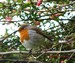 Le rougegorge qui me suit dans mon jardin : il est près de moi lorsque je vais dans les volières ou quand je travaille la terre (01/03/2011)