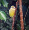 Verdier