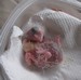 Un bébé youyou non nourri par sa jeune mère : il me faut donc l'élever à la main, une première pour moi...(28/03/2010)