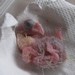 Un bébé youyou non nourri par sa jeune mère : il me faut donc l'élever à la main, une première pour moi...(28/03/2010)