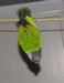 Cliquez pour agrandir Kali, youyou du Sénégal mâle de 1 an s'amuse sur un fil à linge (28/10/2011)