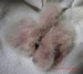 Deux bébés youyou du Sénégal agés respectivement de 10 et 8 jours (10/04/2010)