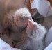 Deux bébés youyou du Sénégal agés respectivement de 16 et 14 jours, poids : 56 et 50 grammes (16/04/2010)