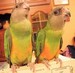 Les 2 bébés youyous à 10 semaines : un mâle et une femelle (ADN)(17/02/2007)