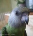 Un jeune youyou de 2 mois (F) (20/06/05)