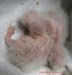 Deux bébés youyou du Sénégal agés respectivement de 10 et 8 jours, poids : 29 et 24 grammes (10/04/2010)