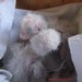 Deux bébés youyou du Sénégal agés respectivement de 16 et 14 jours, poids : 56 et 50 grammes, les yeux ne vont pas tarder à s'ouvrir (16/04/2010)