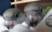 Les deux jeunes youyous du Sénégal à un mois et demi, ils sont en bonne santé (16/05/2010)
