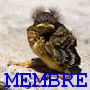 Avatar du membre